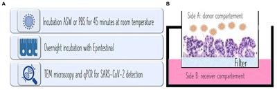 SARS-CoV-2 presence in recreational seawater and evaluation of intestine permeability: experimental evidence of low impact on public health